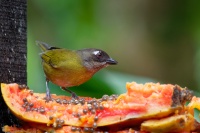 Tangara krovinna - Chlorospingus flavopectus - Common Bush-tanager o1423